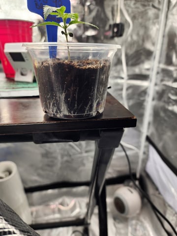 HE1E we GROW  — seedling_rooting, day 35