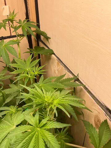 Auto variety  — flower, day 38