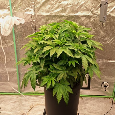 Blackberry Kush — vegetative, day 59