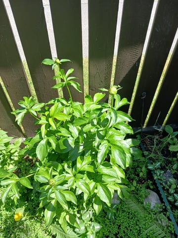 black gorilla feminized — flower, day 3
