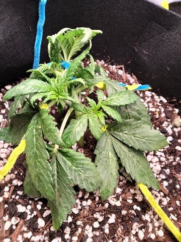 Banana Purple Punch Auto — vegetative, day 20