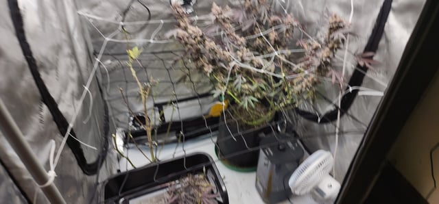 First clones (Dr nefario)  — harvest, day 94