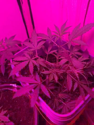 critical Mass  — vegetative, day 37