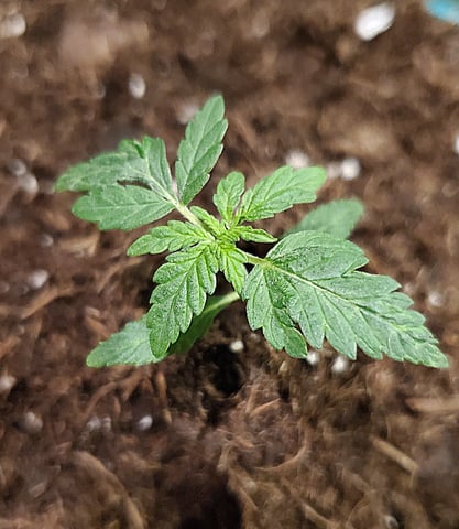 Plant 10A