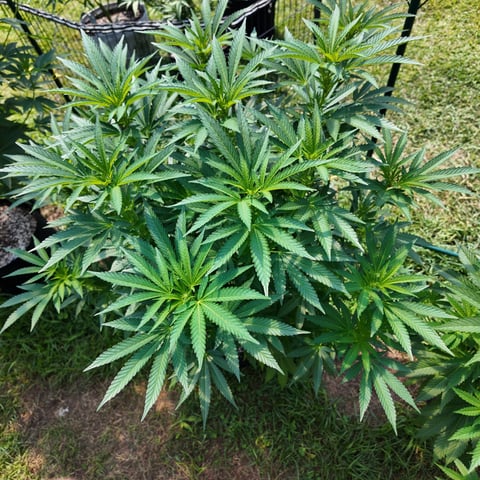 Hindu Kush — flower, day 9