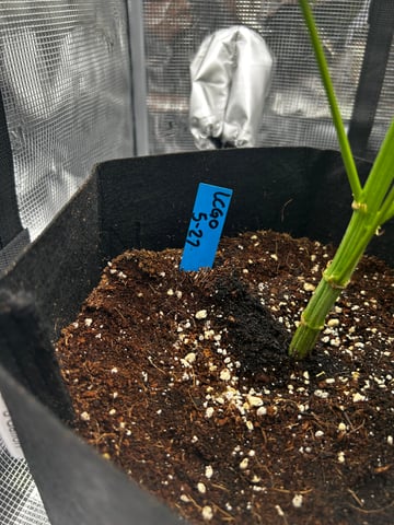 Am inside — vegetative, day 10