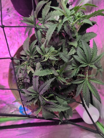 2025-26 — vegetative, day 36