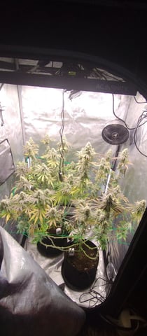 Skunk #1 — flower, day 135