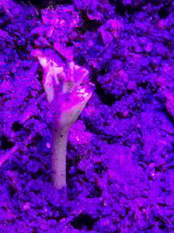 My First Indoor Grow — seedling_rooting, day 3