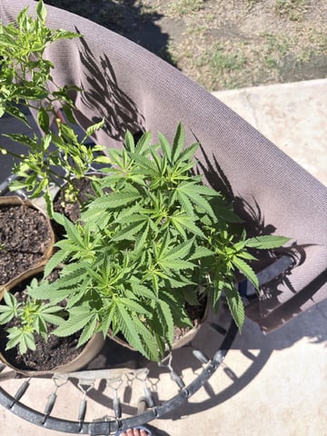 Sour Glue — flower, day 53