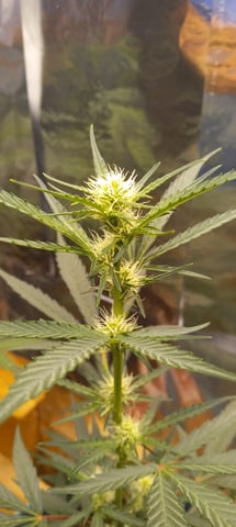 Piney — flower, day 8