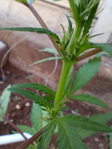 White Widow/Gorilla Glue — vegetative, day 46