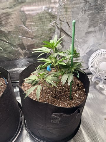 4th Grow — vegetative, day 22