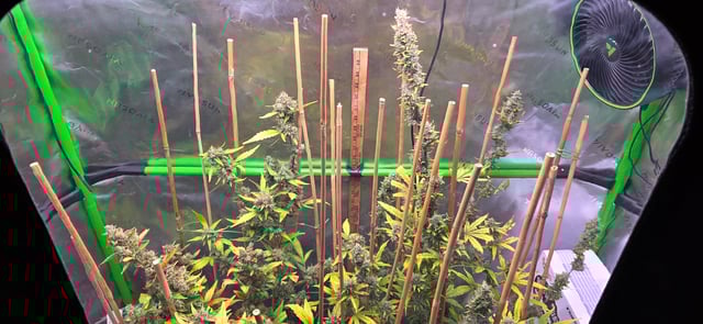 Here We Grow... — flower, day 91