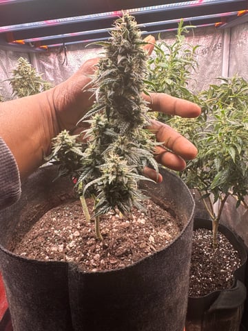 Do-si-doe — flower, day 44