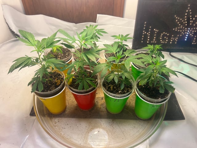 Indoor Grow  — flower, day 86