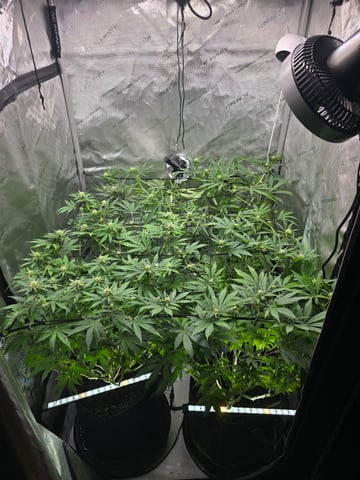 Purple Haze  — flower, day 72