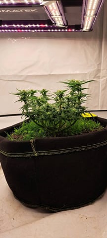 First Grow with the new setup  — auto, day 47