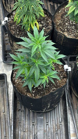 Mixed Freebies — vegetative, day 48