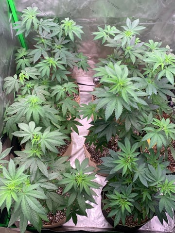 Papaya Frosting  — vegetative, day 56