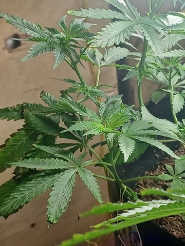 Poor Ivory — vegetative, day 63