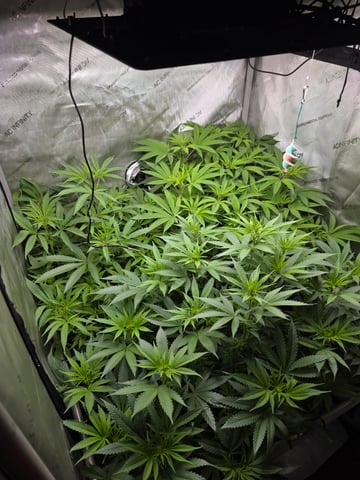 ethos genetics  — flower, day 65