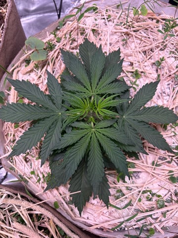 Round 1.5 — vegetative, day 31