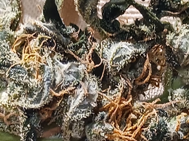 9lbhammer feminized  — done, day 88