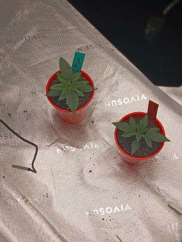 fruity pebbles, cap junky — vegetative, day 25