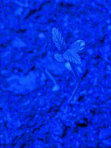 Sir Larry & Lady June