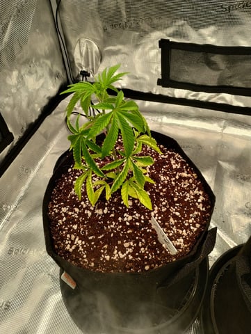 Photo Time📸🕞 — vegetative, day 35