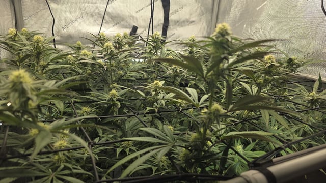 Strawberry Sugar  — flower, day 87