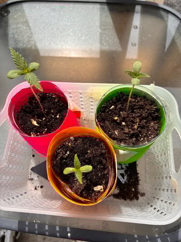 My First Grow — germination, day 13