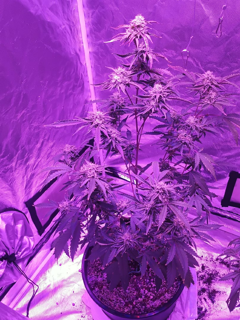 Pink Runtz