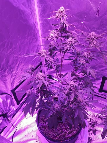 Pink Runtz — flower, day 1