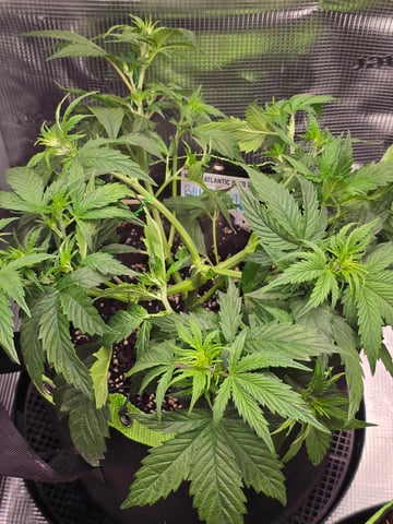 blue dream auto — vegetative, day 30