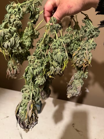 Blue Dream — harvest, day 115