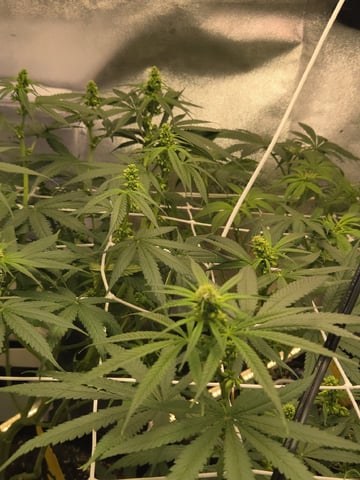 first grow second plant  — flower, day 64