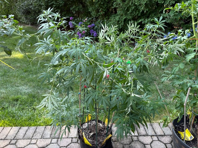 purple punch  — vegetative, day 44