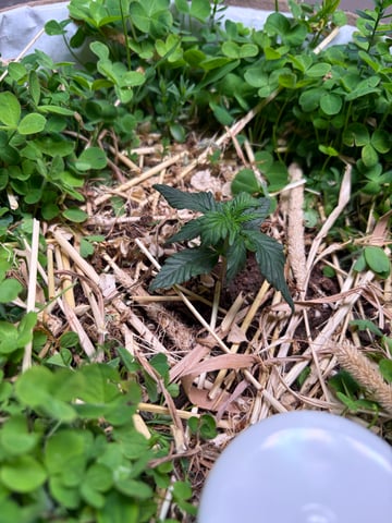 510 First Run! — vegetative, day 24