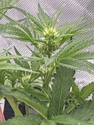 Comet Candy (Auto) 2026- 02 — flower, day 43