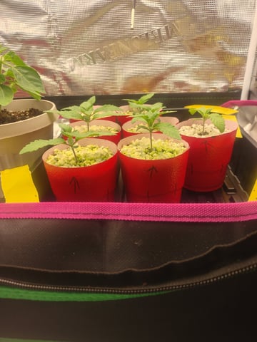 Mainely Genetics Micro Pheno Hunt — seedling_rooting, day 7