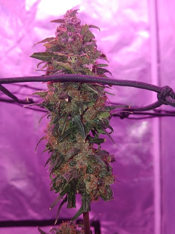 CountryG  — seedling_rooting, day 75