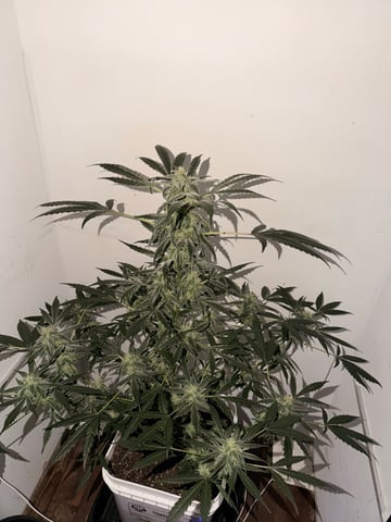 Gigawatt  — auto, day 103