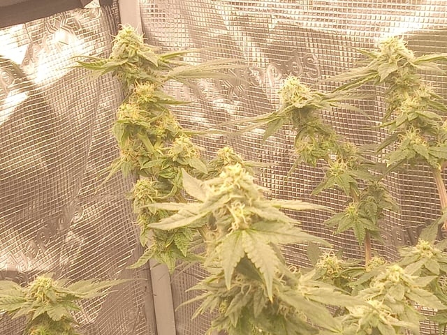 Blueberry critical kush x purple peyote wifi  and one L.a kush cake . — flower, day 28