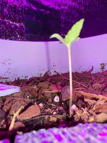 Quick One — flower, day 18