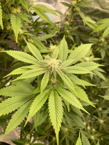 Run 3 — flower, day 20