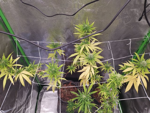 Pren seeds from brazil — flower, day 19