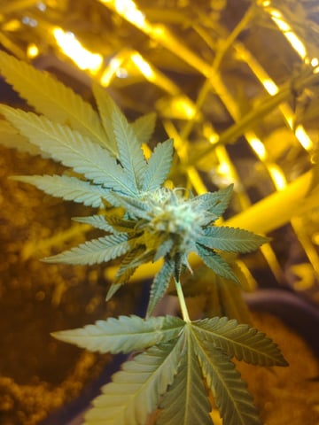 first grow — flower, day 25