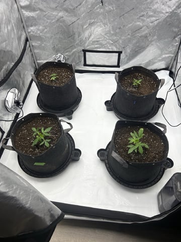 1st Grow